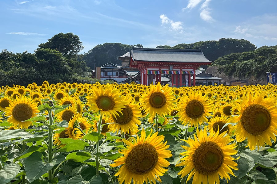 銚子市の満願寺とひまわり。