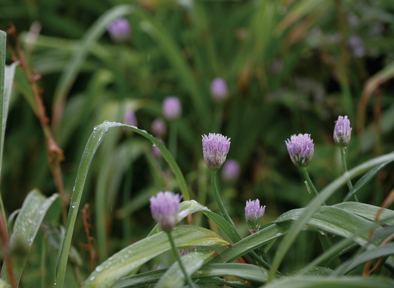 海岸に自生するアサツキ。