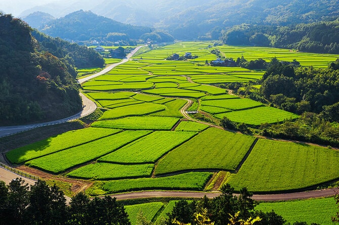 5ページ目)【大分県 2024年版】 春の絶景・風物詩10選 濃淡の