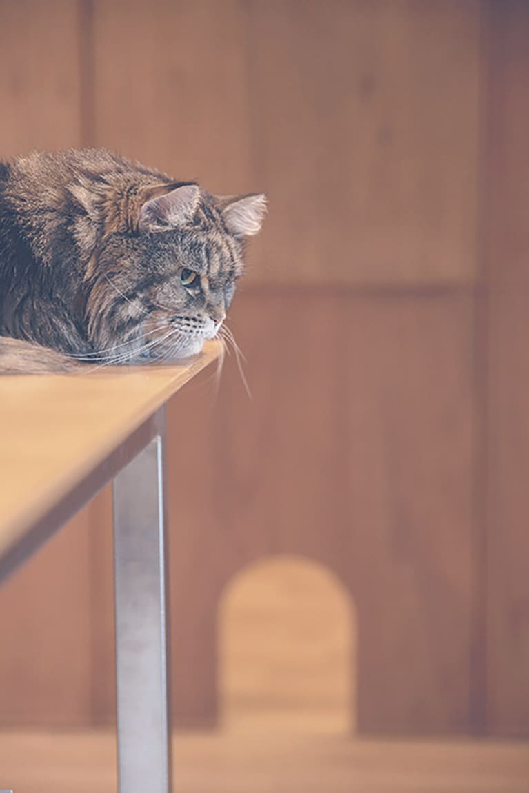 洗面所の扉の下には、愛猫・花火のための小さな穴が。