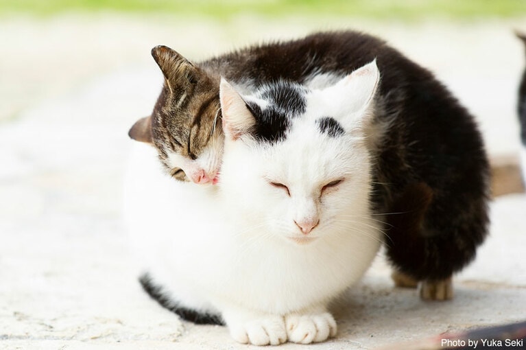 【くねにゃん篇】体を寄せ合い暖をとる猫ちゃんたち。2009年12月、沖縄の離島で撮影。