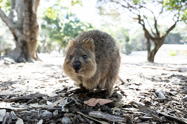 ああ、かわいい。