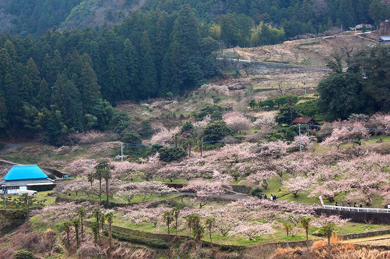 阿川梅の里。