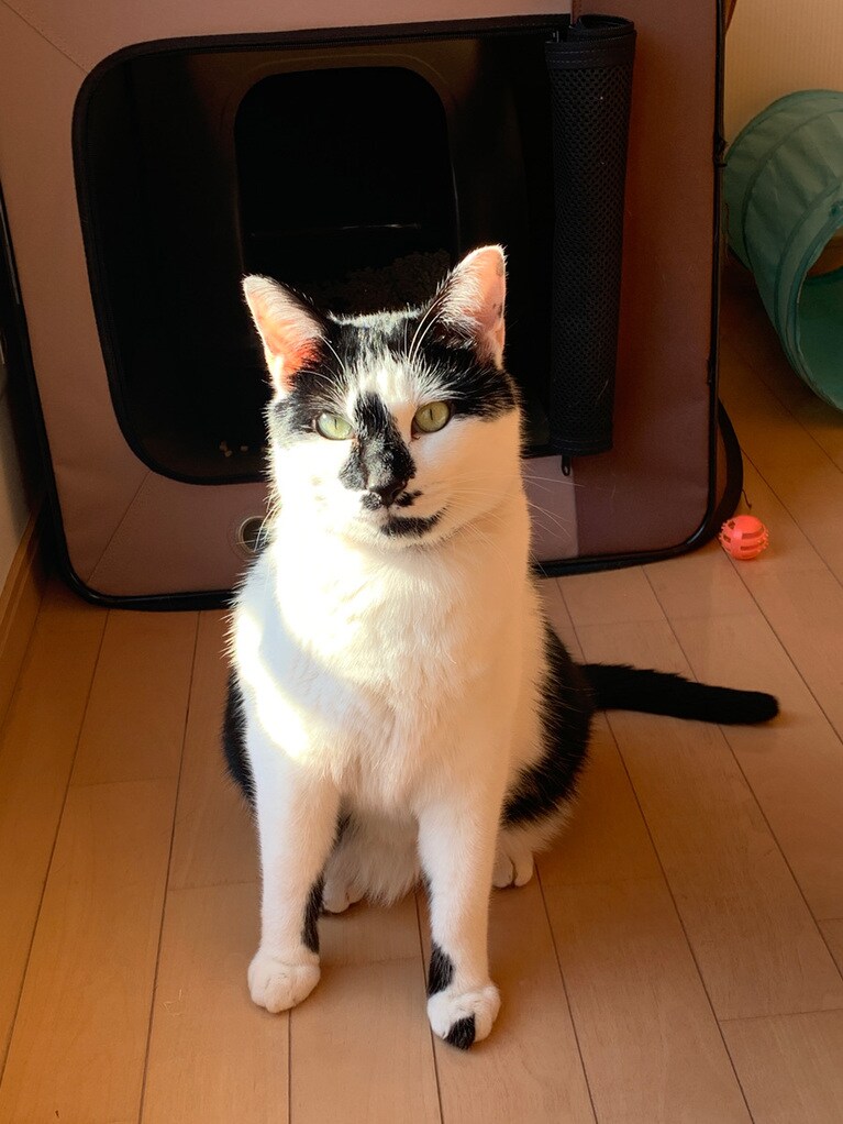 ルーク ♂ 4歳。3枚目だけど僕かっこいいよね。