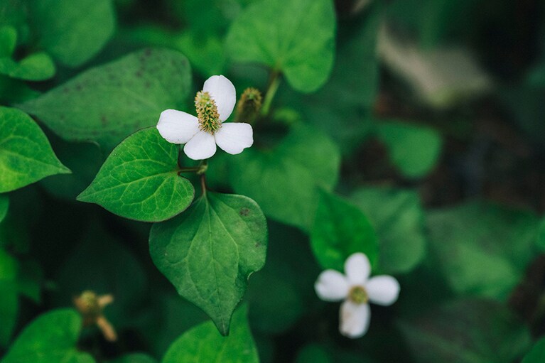 ドクダミは、茎先の十字形の白い苞の中心に花を咲かせていました。