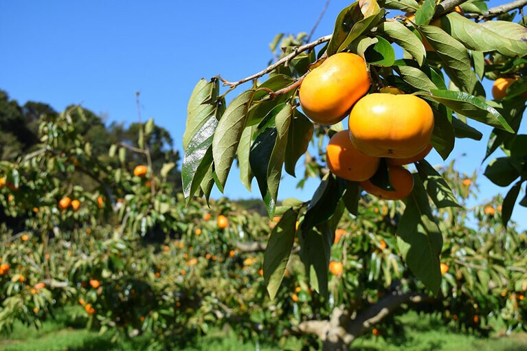 前川次郎柿／三重県