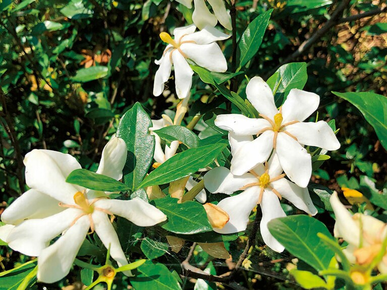 屋久島のガーデニア。