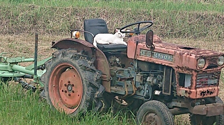 れむ ♂ 5歳。気づくと乗っています。運転したいのか、車が好きなのか、よほど好きな場所なんだと思います。