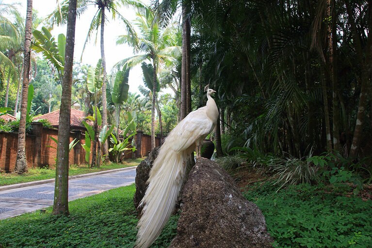 純白のクジャクは2羽。自分の美しさを知っているかのように、凛としていてポーズも決まっている！