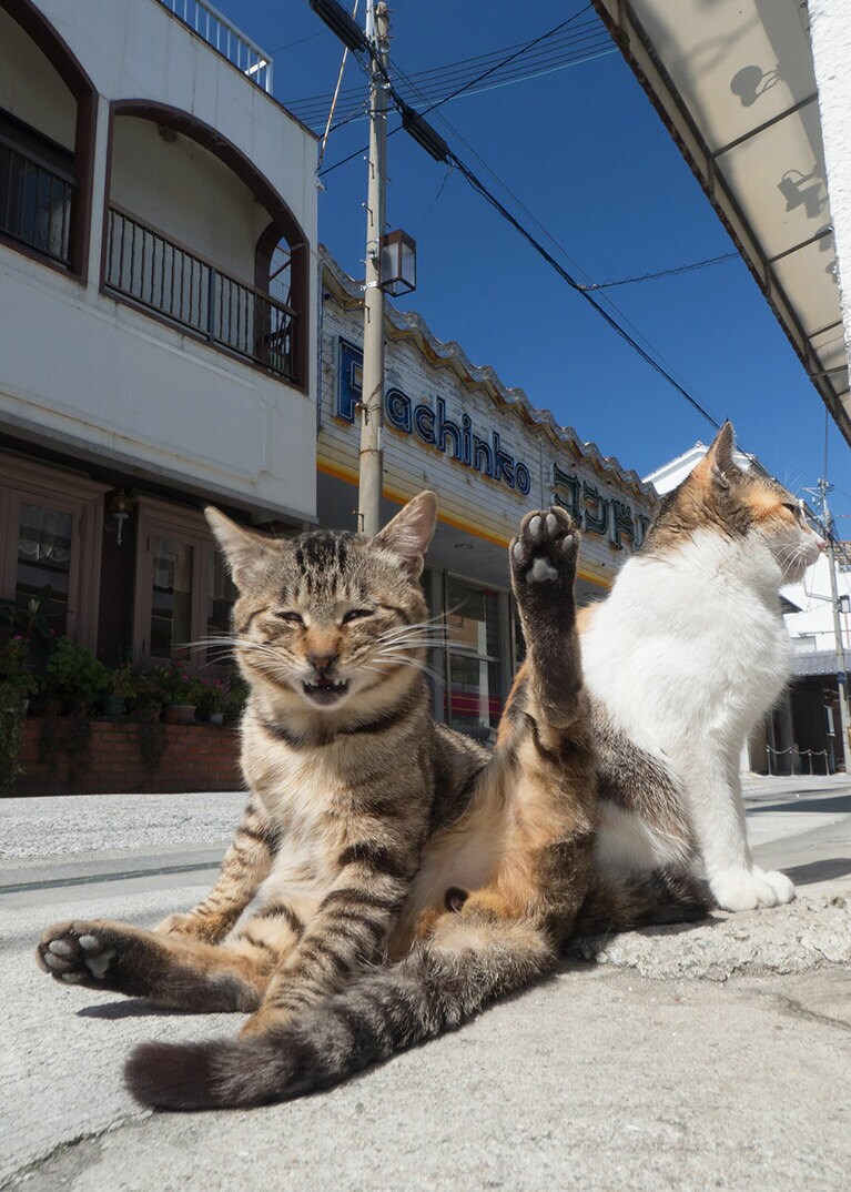 早朝の猫はリラックスモード