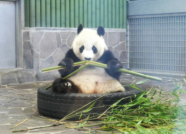 タイヤで遊ぶのも好きだった。