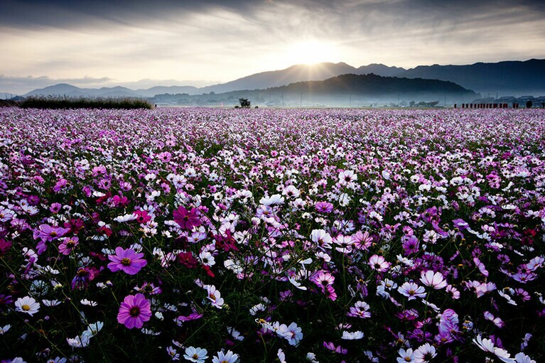 藤原宮跡のコスモス／奈良県