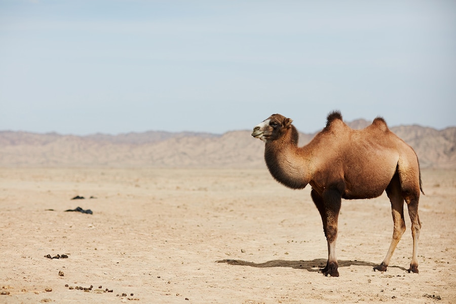 ゴビ砂漠に暮らす野生のラクダは1,000頭未満に。©Rolex／Liu Xiaoxue
