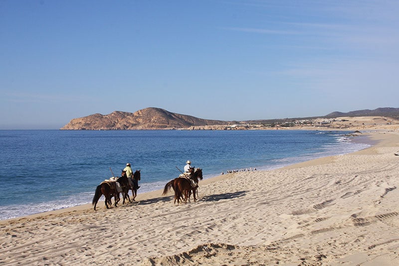 朝食中に目の前のビーチを馬がお散歩。