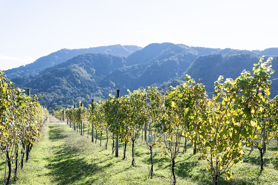 ワイナリー前には一面のアルバリーニョのぶどう畑。スペイン原産の白ワインを代表する品種。その向こうに佇むのは角田山。