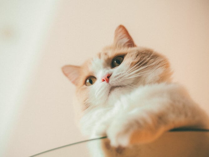 2ページ目)「ソファは3台買い替えた。飲みの誘いも断る！」猫を愛する