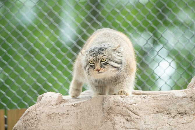 丸まればネコと岩の境界が溶け込みます。