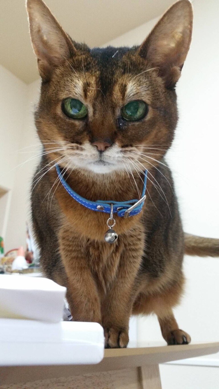 うちの子ベストショット「ポーズ決めてるそこ、テーブルです」（あらぽんさん）。脚はずっと細いままだった。