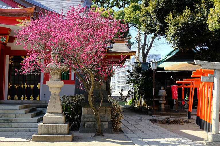 社殿の右側に咲く紅桜。