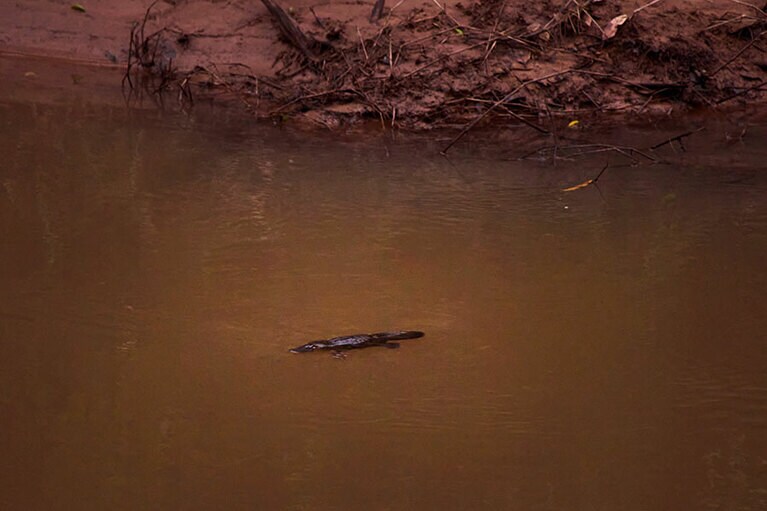 希少な野生のカモノハシも。川べりで静かに現れるのを待つ。／どきどきツアーズ