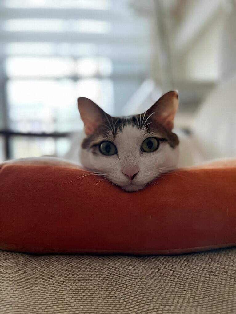 みぃ メス 8歳。車のタイヤ部分に入ってしまい、運転中に気づいた運転手から発見されたネコです。首後ろにハートマークの模様がたまに現れます。最近はすっかりぽっちゃりしていますが、手足は細く顔も小さめです（ミィさん）。