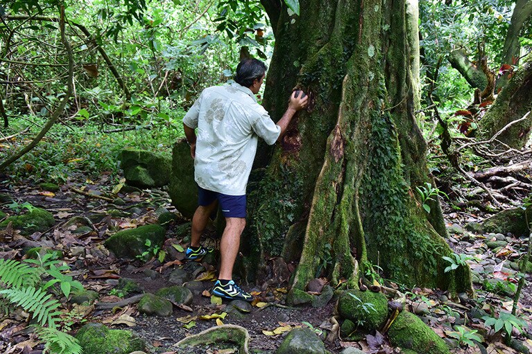 板根を叩いた合図は6～7キロ先まで伝達されるそう。