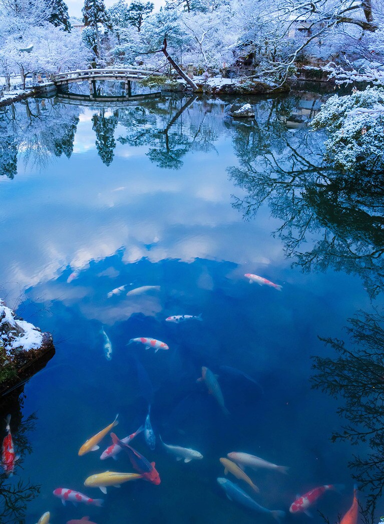 白い雪景色と錦鯉のコントラストに魅了される。