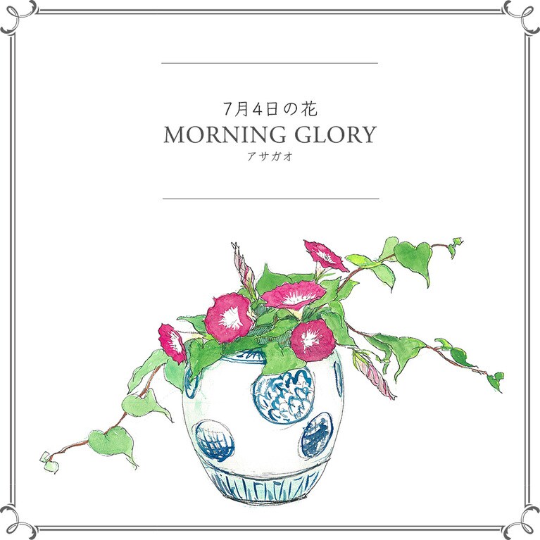 7月4日の花「アサガオ」