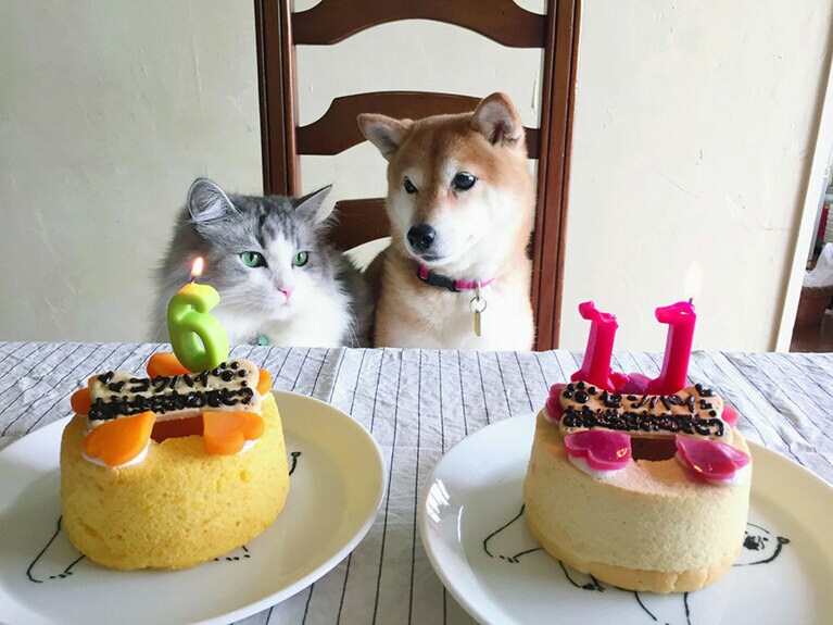 2016年秋。コウハイも大人になりました！　センパイの誕生日は9月12日。コウハイは保護されたのが9月。11歳と6歳の誕生日を一緒にお祝い ©石黒由紀子