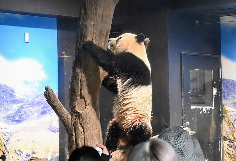 活動的なシャオシャオ。2024年5月8日（水）。