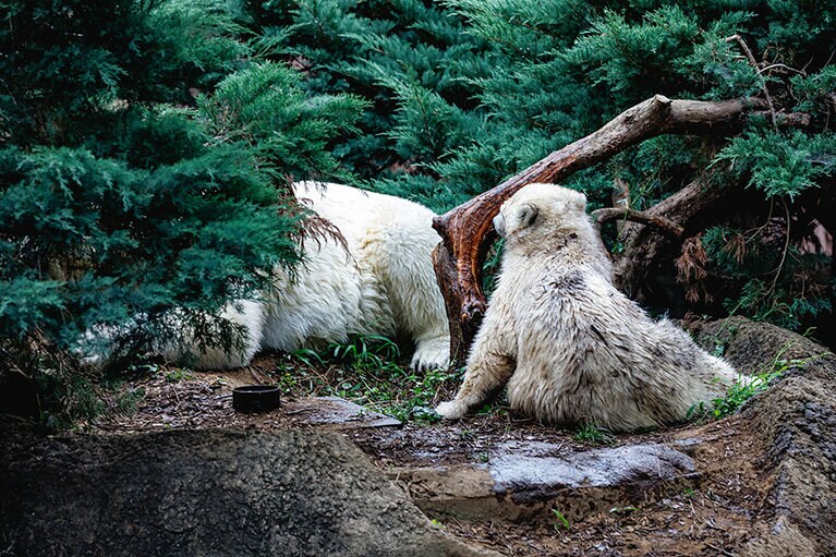 イッちゃんとライ。