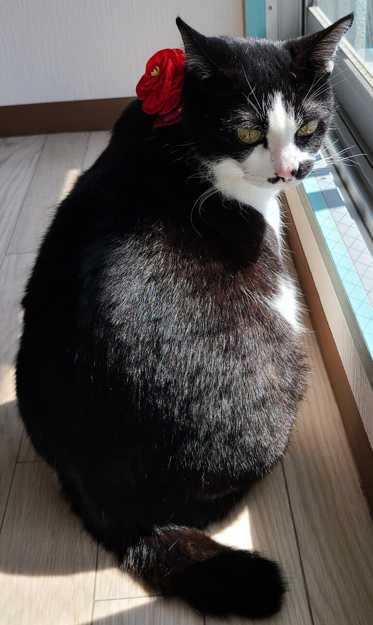 ちょび ♀ 13歳。見返りにゃんこ（ちょび吉さん）