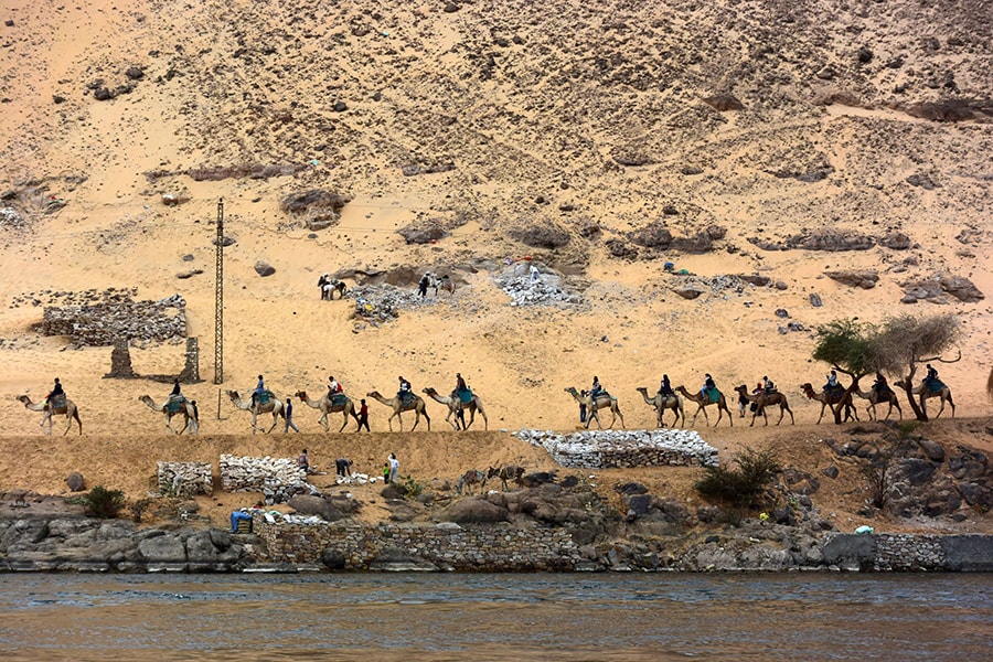 ヌビアの村へ向かってナイル川を移動中、観光ラクダの一軍を見かけた。