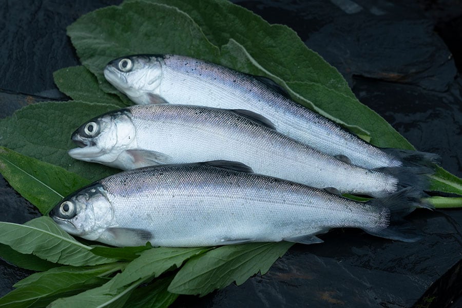 淡水のブランド魚「富士の介」は、きめ細やかな身質、程良くのった上品な脂などが特徴。海で養殖されたサーモンと比ベてクセがなく食べやすいと言われている。