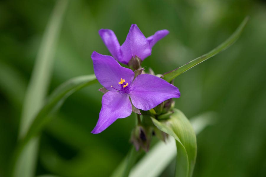 ムラサキツユクサ：ツユクサ科。夏、茎先に可憐な青紫色の3弁花を咲かせます。