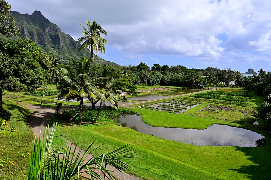 切り立った山の麓に広がるのは、タロイモを育てる水田。ハワイの原風景もかくやという眺めだ。