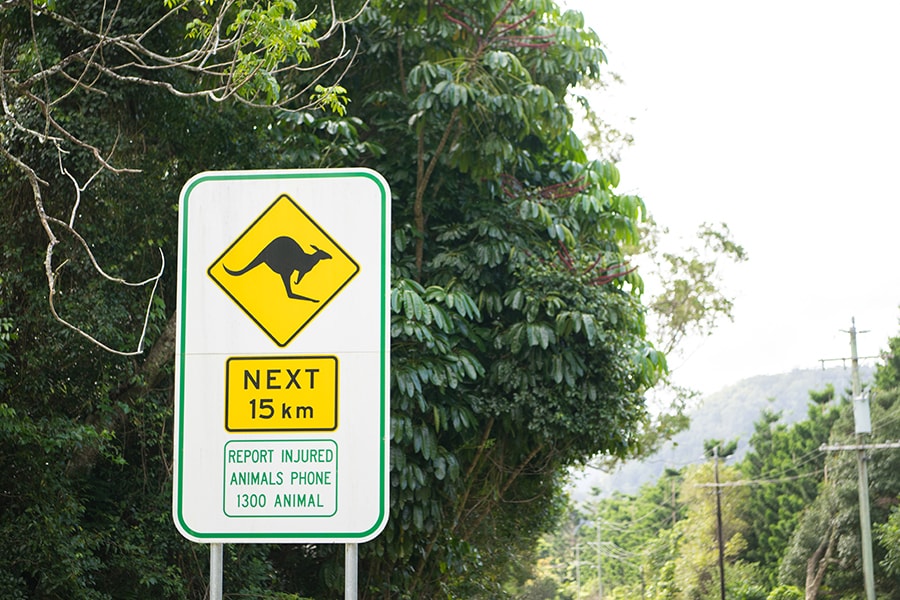 多雨林地域に向かう途中には、カンガルー注意の標識が。