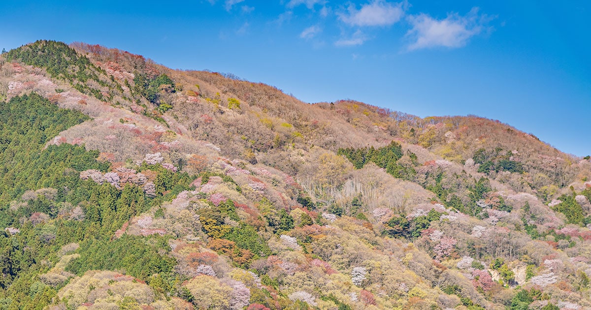 浦田周社、【戒壇院春深し】、希少画集画、風景、自然、さくら 茨城県 2024年版】 春の絶景・風物詩10選 山を染める桜ともえぎの