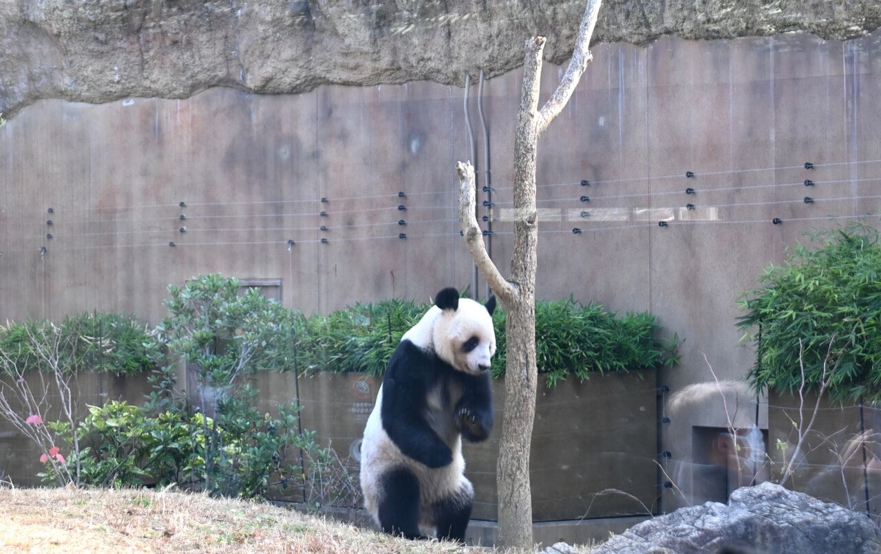 上野動物園の屋外放飼場で過ごすレイレイ。（2025年12月16日、筆者撮影）