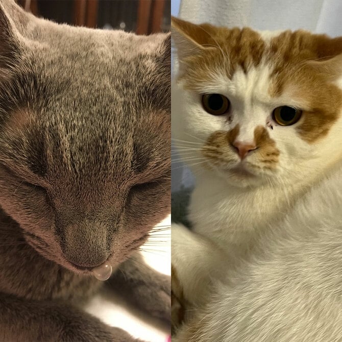 猫漫才に鼻風船…「思わず笑っちゃう！ おもしろ猫」部門を制したNo.1は