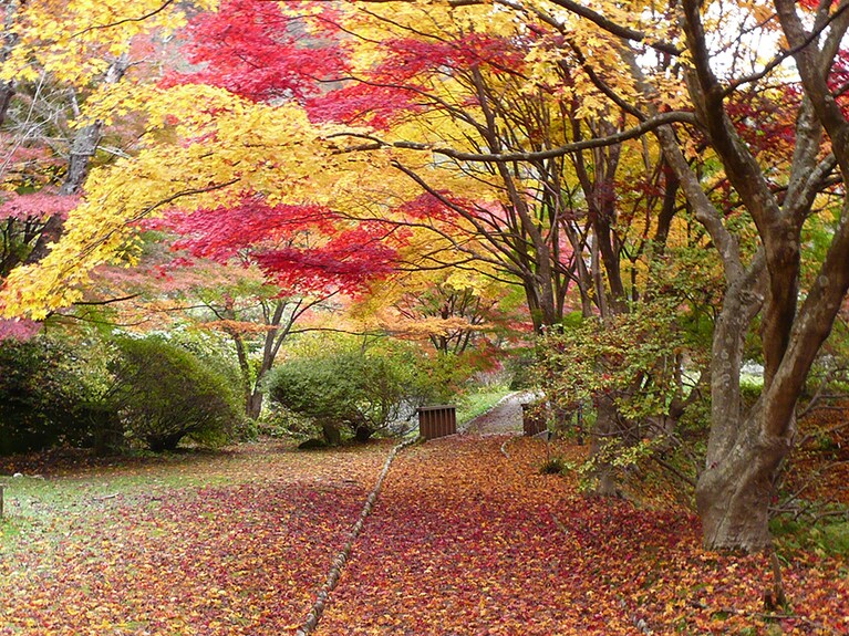 きみまち阪の紅葉のじゅうたん。