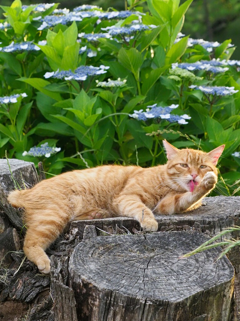 「今年も『紫陽花』が咲いたのニャ～♪」