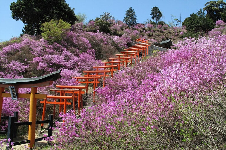 獅子崎稲荷神社のミツバツツジ。