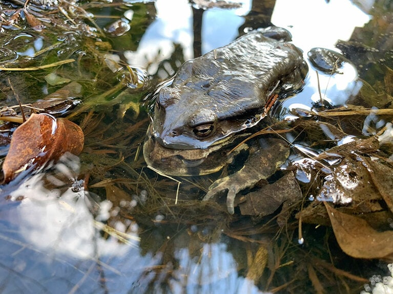 繁殖中のアズマヒキガエル。