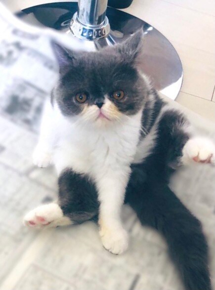 塩麹 ♂ 0歳。新聞を開いて競馬予想をし始めると新聞の上に乗ってきていつも邪魔をしてきますが可愛くて憎めません(笑)。