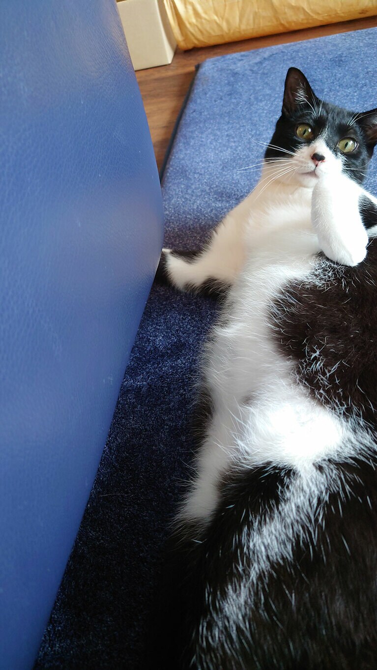 ぽぽ オス 11カ月。内弁慶で家族にしか見せない姿が愛おしいです！（らなっつさん）。