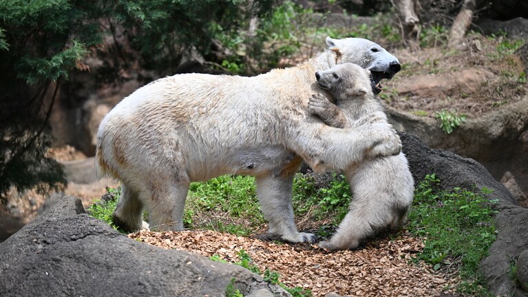 イッちゃんとライ。4月18日撮影／写真提供＝ズーラシア