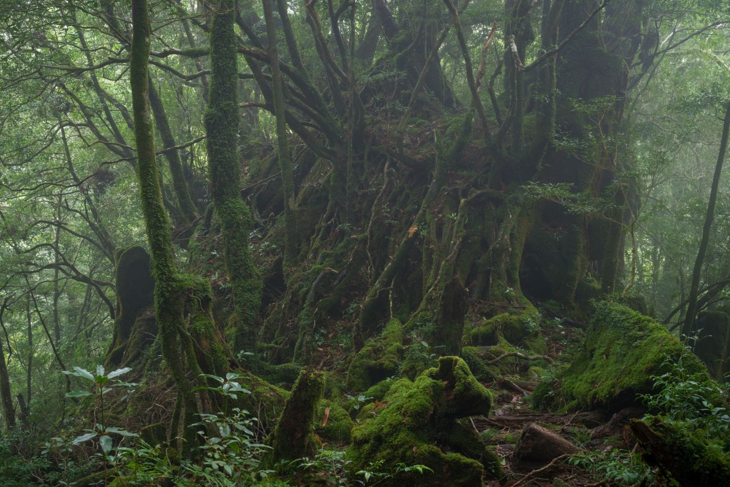 屋久島の9割を覆う森林には太古の自然が息づく　©️大島淳之