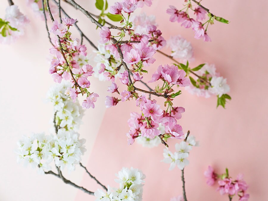 コロナ禍により、桜を購入して自宅で花見を楽しむ“おうち花見”が今年もブームに！