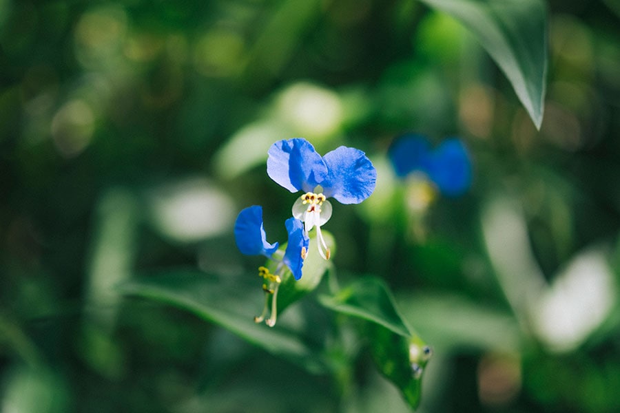 ツユクサ(露草)：ツユクサ科ツユクサ属。早朝に青い蝶形の花が咲き、昼にはしぼんでしまいます。「花を摘むと雨が降る」という伝承も。